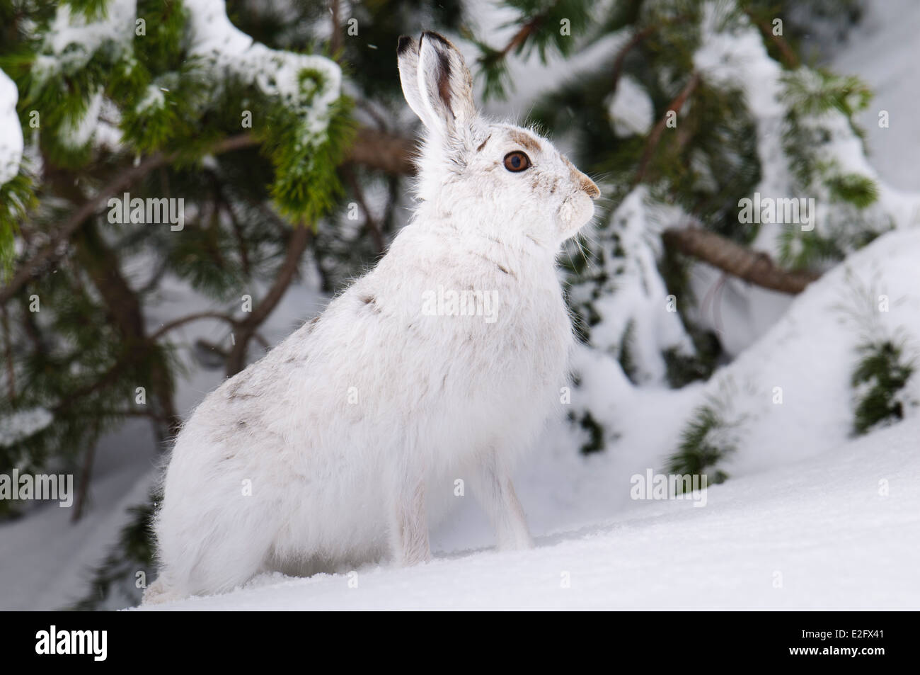 Schneehase (Lepus Timidus), Erwachsene im Winter Fell, Problemfälle vor schneebedeckten Tannen in den Cairngorms stehend Stockfoto
