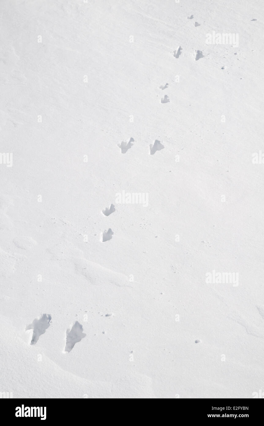 Die markante Spuren ein Schneehase (Lepus Timidus) mit den großen hinteren Füßen zusammen und die kleineren Vorderpfoten Versatz Stockfoto