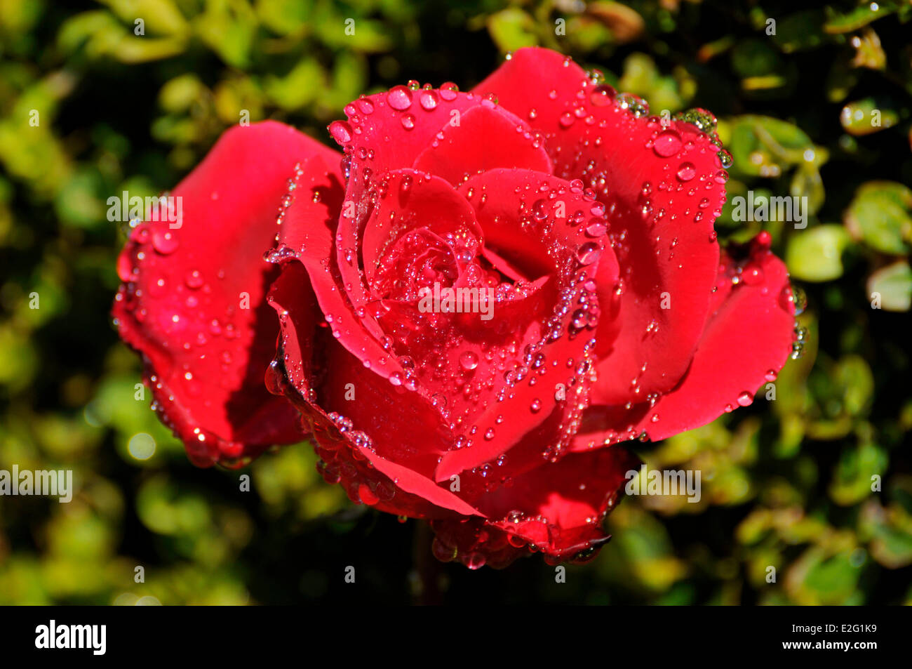Portugal Douro Vila Real Gärten von Solar de Mateus Tautropfen auf die Blütenblätter einer roten Rose, die von der Sonne beleuchtet Stockfoto