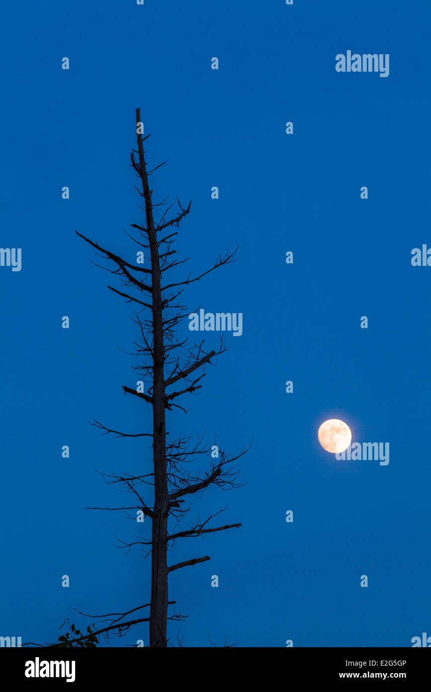 Ein fast Vollmond steigt neben einem sterbenden Baum in der Dämmerung. Massasauga Provincial Park, Ontario, Kanada. Stockfoto