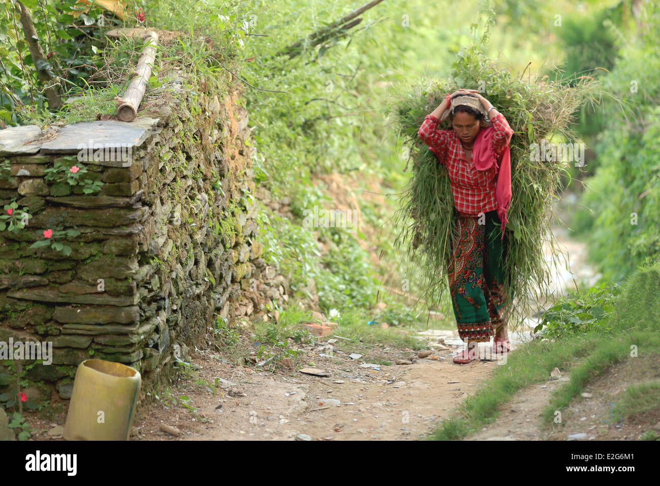 Nepali junge Frau geht wieder nach Hause mit einem Rasen-Pack auf dem Rücken nach einem Nachmittag arbeiten auf den Feldern rund um Bandipur Stockfoto