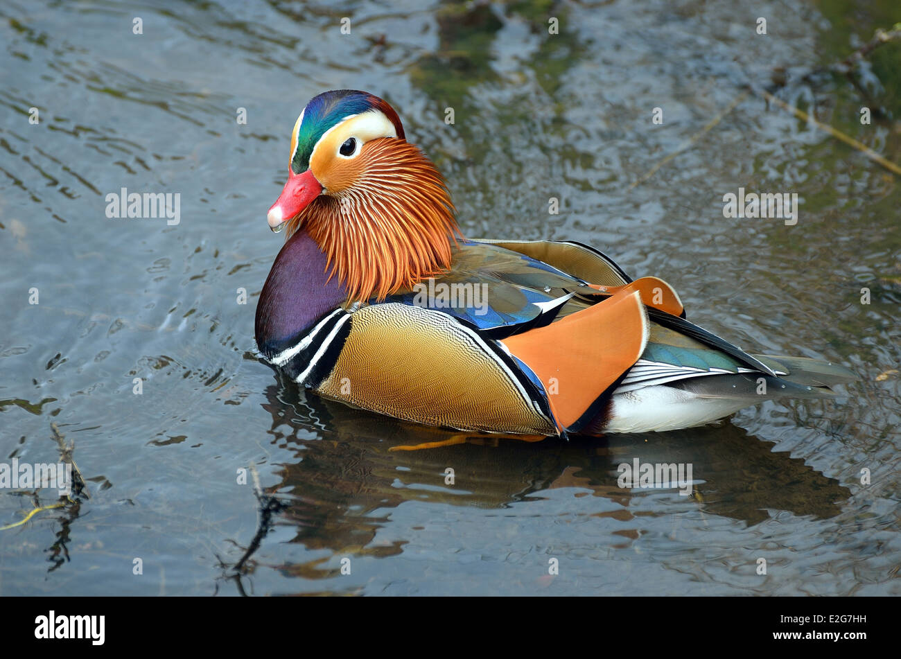 Nahaufnahme von Mandarin Ente auf dem Wasser Stockfoto