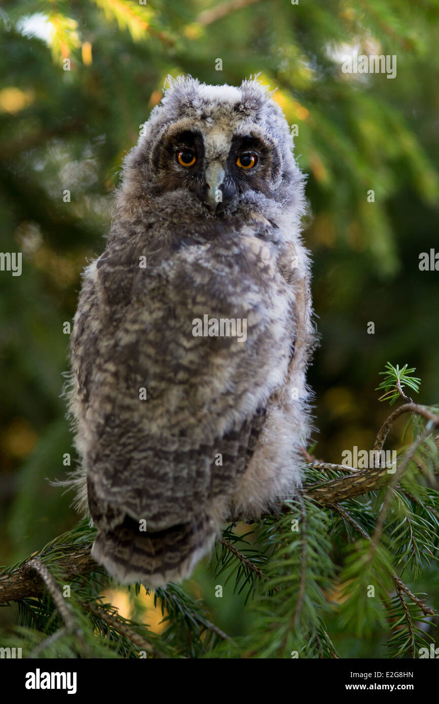 Porträt der Waldohreule Küken Stockfoto