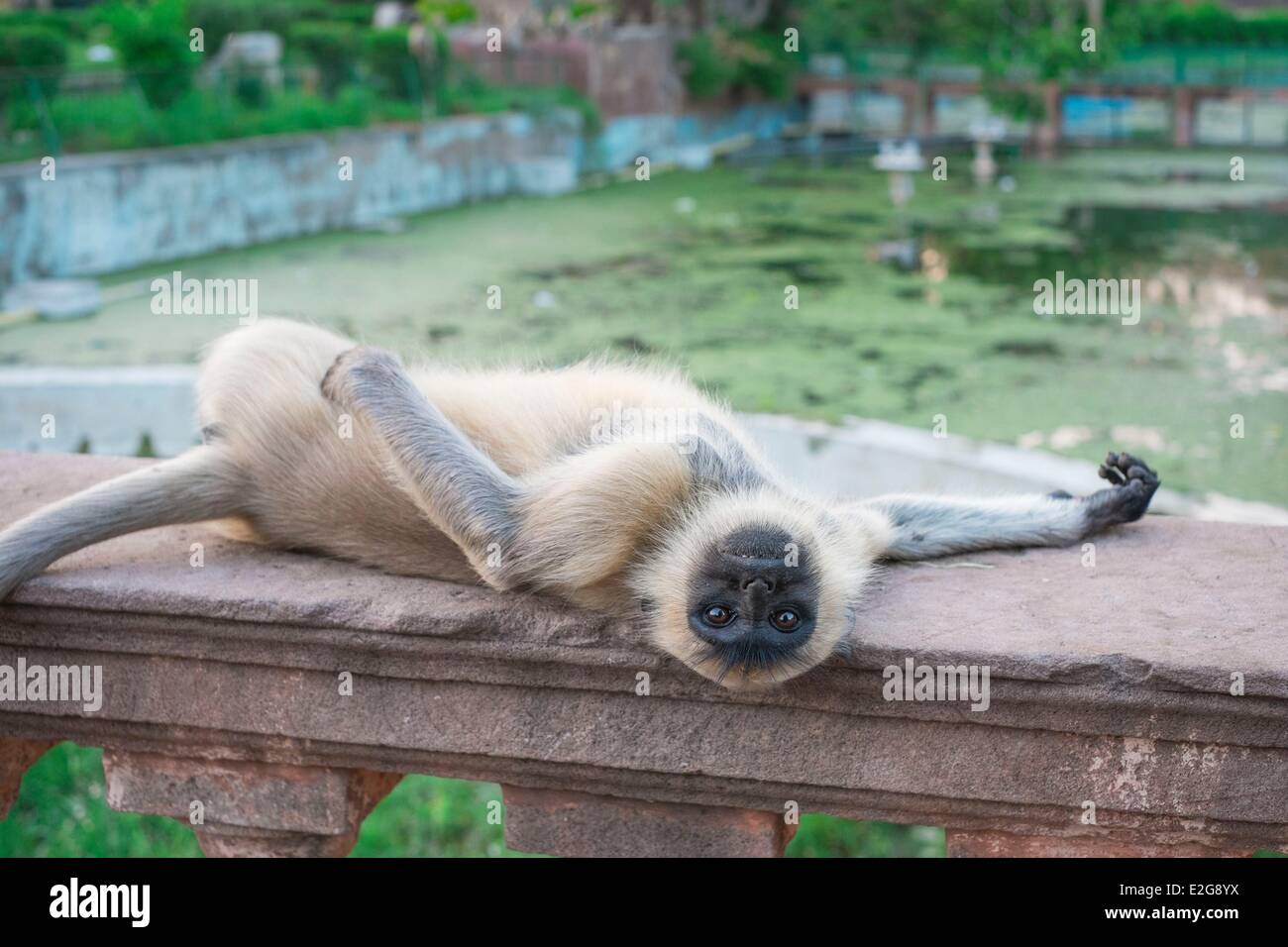 Indien Rajasthan State Mandore in der Nähe von Jodhpur ehemaligen Capitale von Marwar die Gärten der Mandore von Affen überfallen Stockfoto