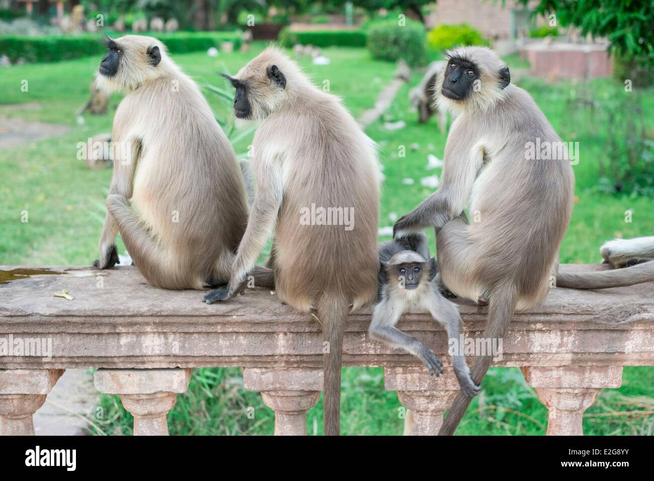Indien Rajasthan State Mandore in der Nähe von Jodhpur ehemaligen Capitale von Marwar die Gärten der Mandore von Affen überfallen Stockfoto