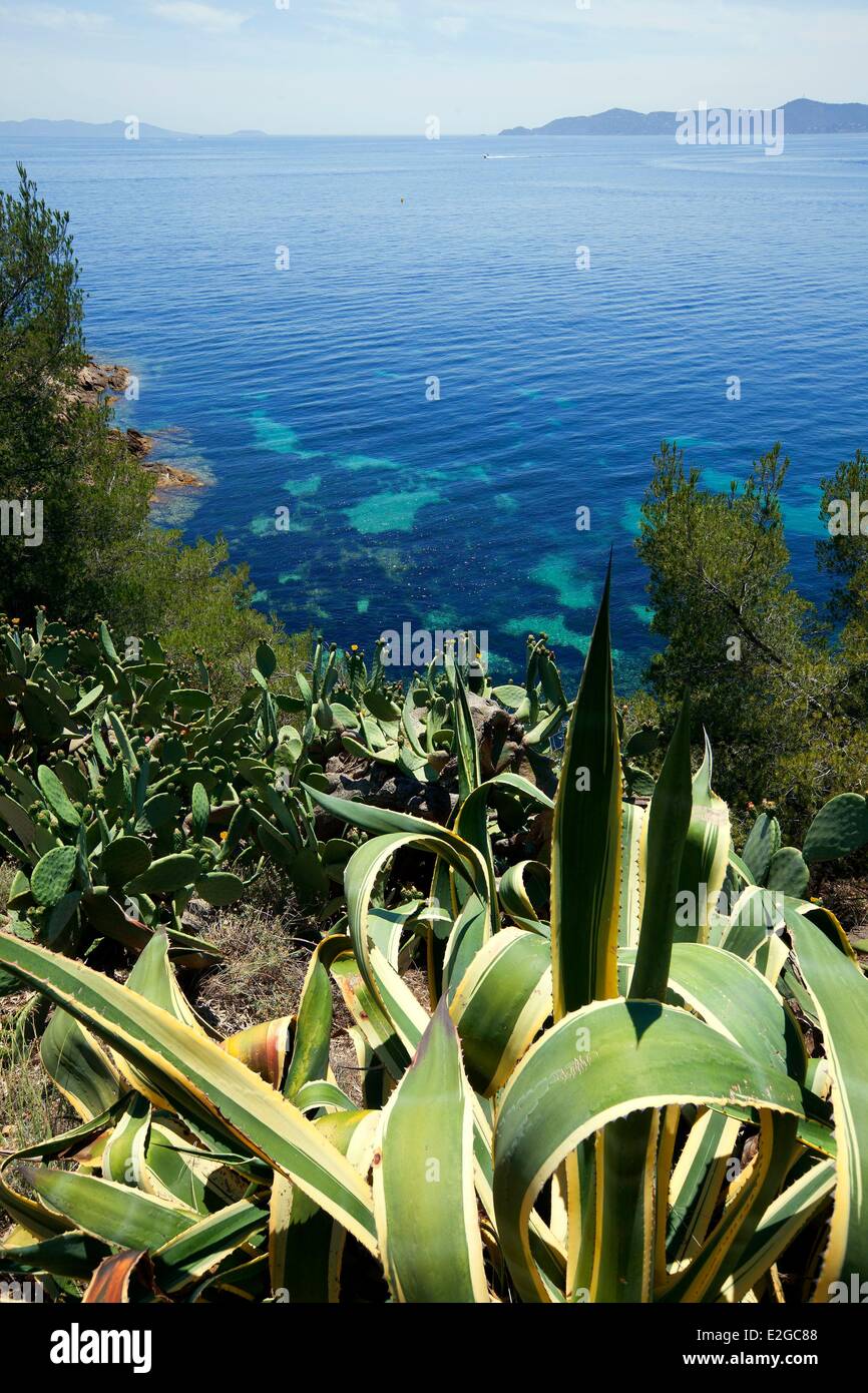 Frankreich Var Corniche des Maures Le Lavandou Tipp Layet Agave Americana marginata Stockfoto