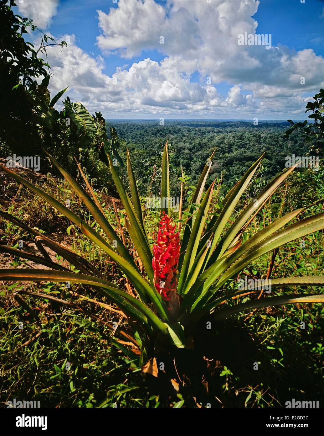 Frankreich Französisch-Guyana Guyana Amazonas Park Inselberg Susu Bela Pitcairnea Cremersil in voller Blüte mit Blick auf Baldachin Stockfoto