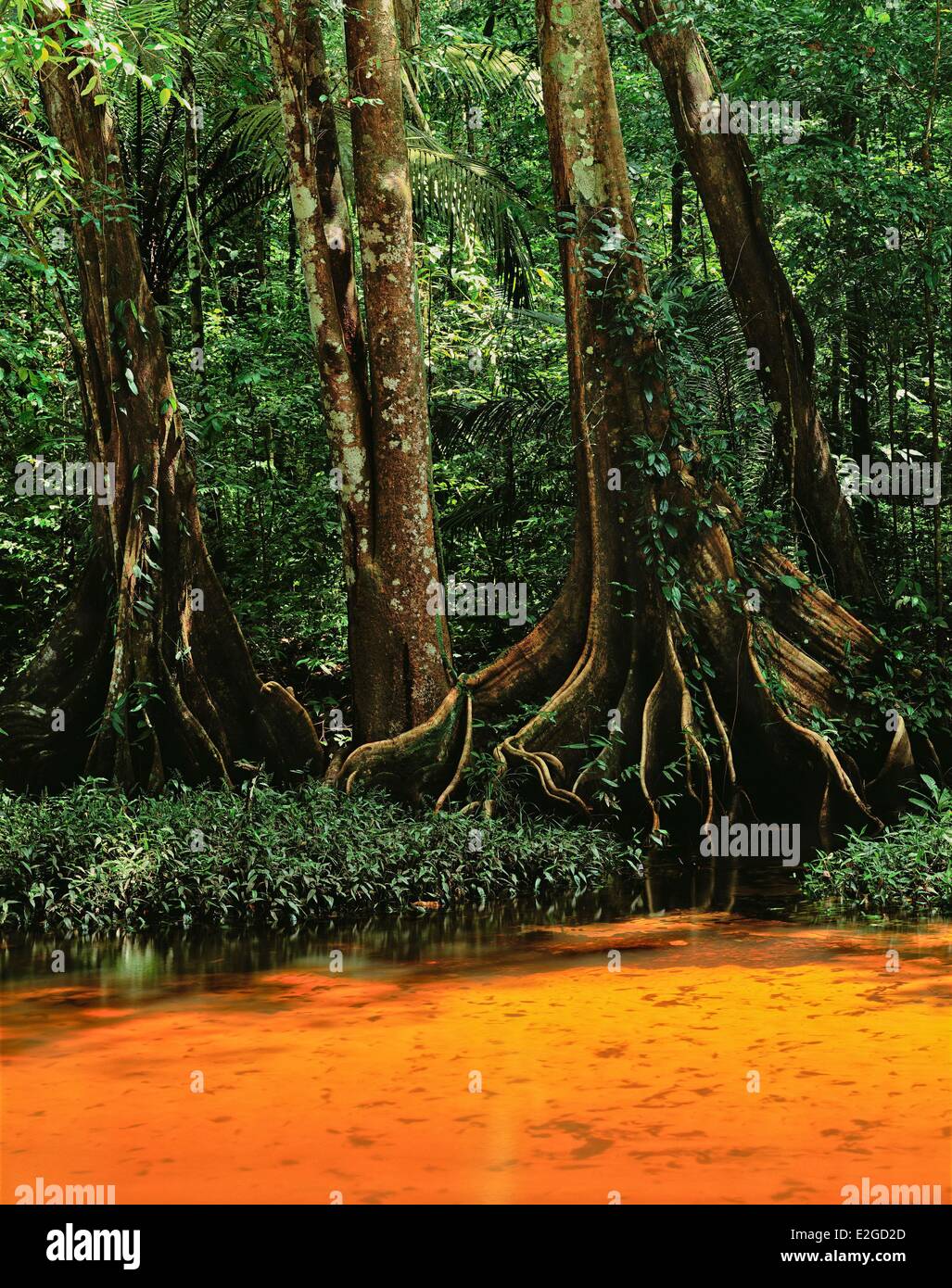 Frankreich Französisch-Guyana Guyana Amazonas Park Fluss Oyapock Crique Memora Stockfoto
