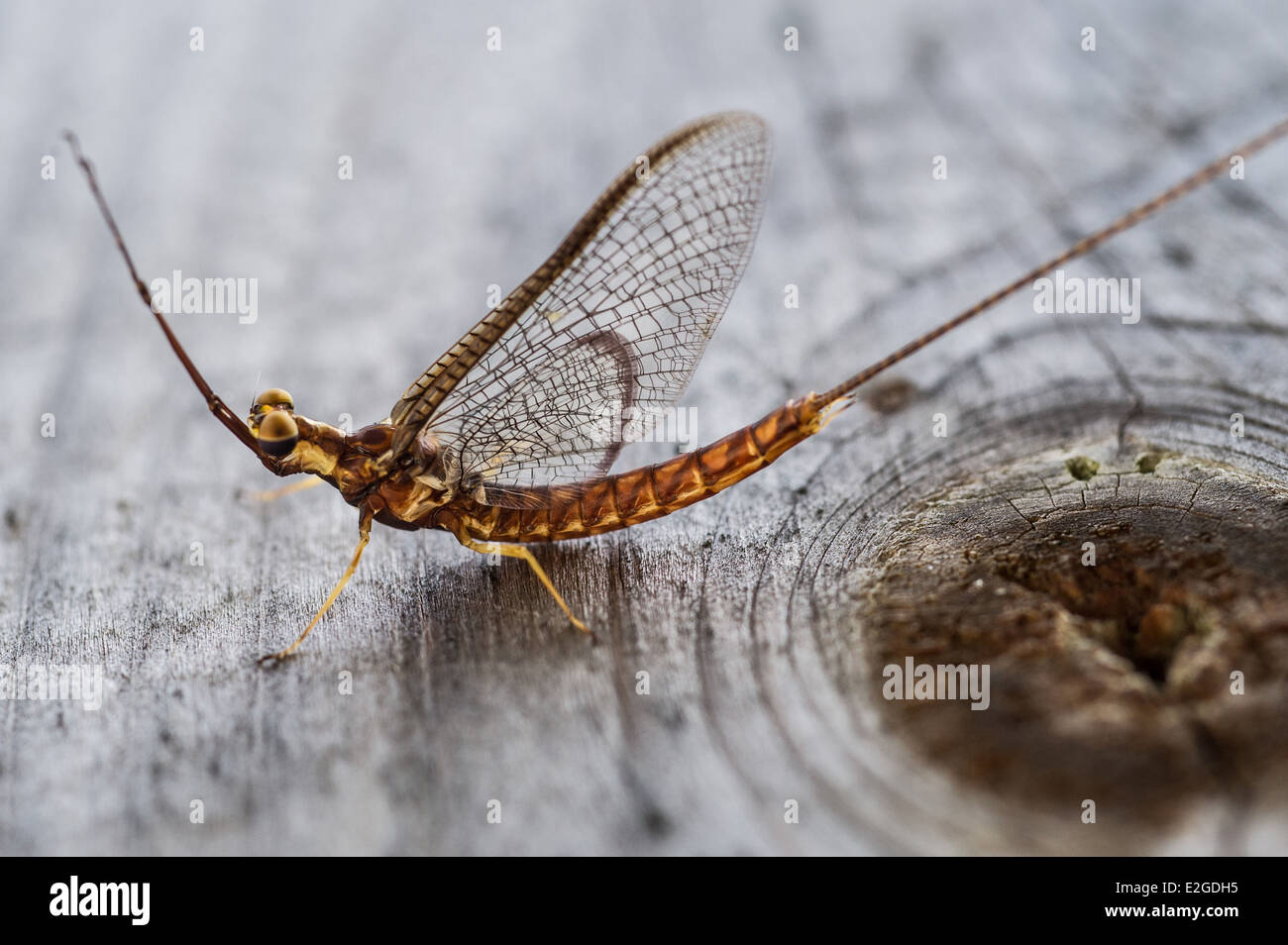 Eintagsfliege (kanadische Soldaten) in Cleveland, OHIO Stockfoto