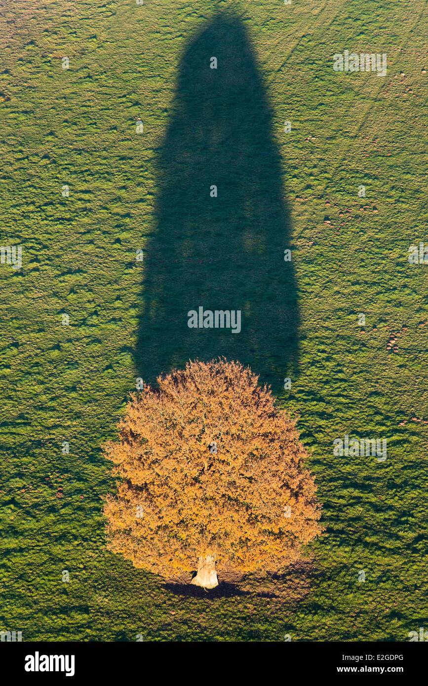 Frankreich Eure Boissy Lamberville Baum und sein Schatten (Luftbild) Stockfoto