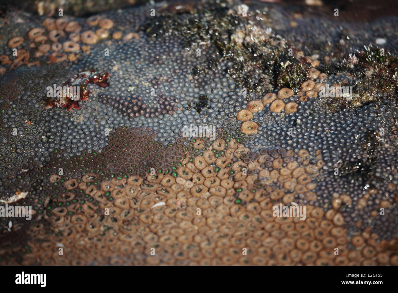 Gezeitenzone Fauna an der Küste KwaZulu-Natal in Südafrika Stockfoto