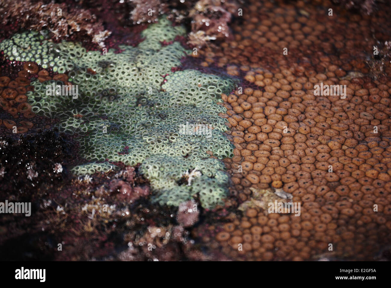 Gezeitenzone Fauna an der Küste KwaZulu-Natal in Südafrika Stockfoto