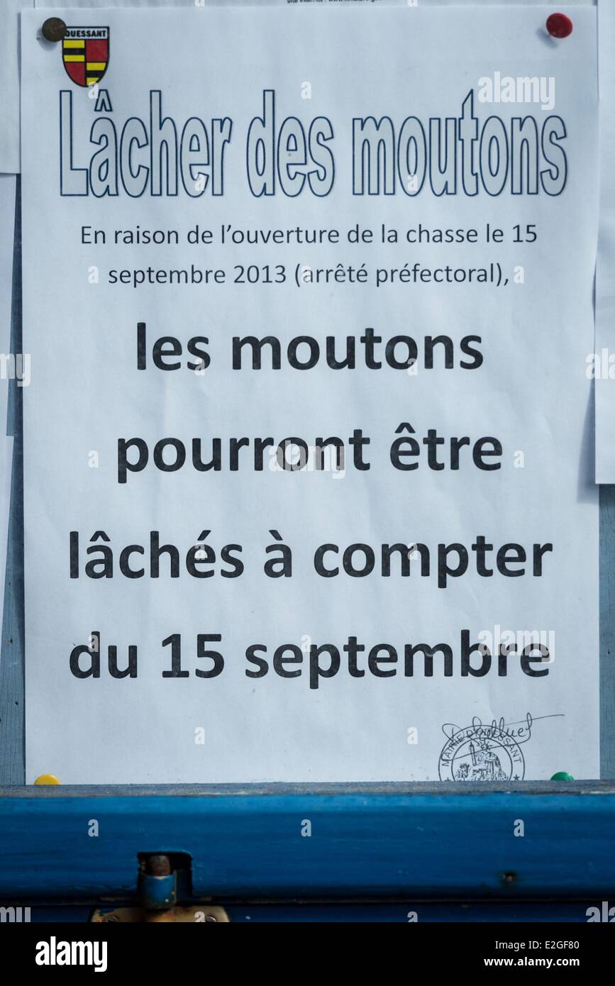 Frankreich Finistere Ouessant Insel Plakat Freisetzung von Schafen Stockfoto