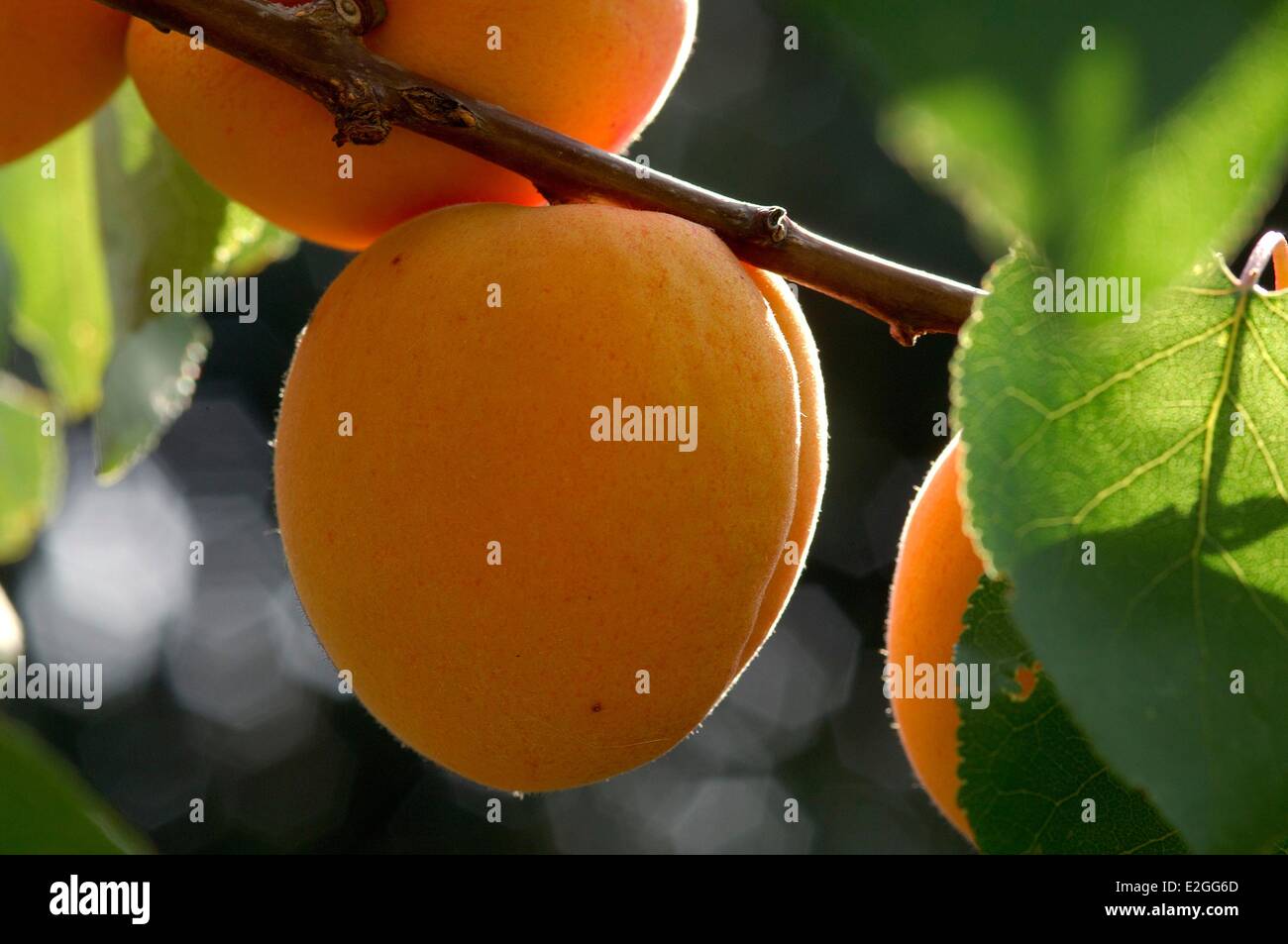 Aprikosenbaum (Prunus Armeniaca) Stockfoto