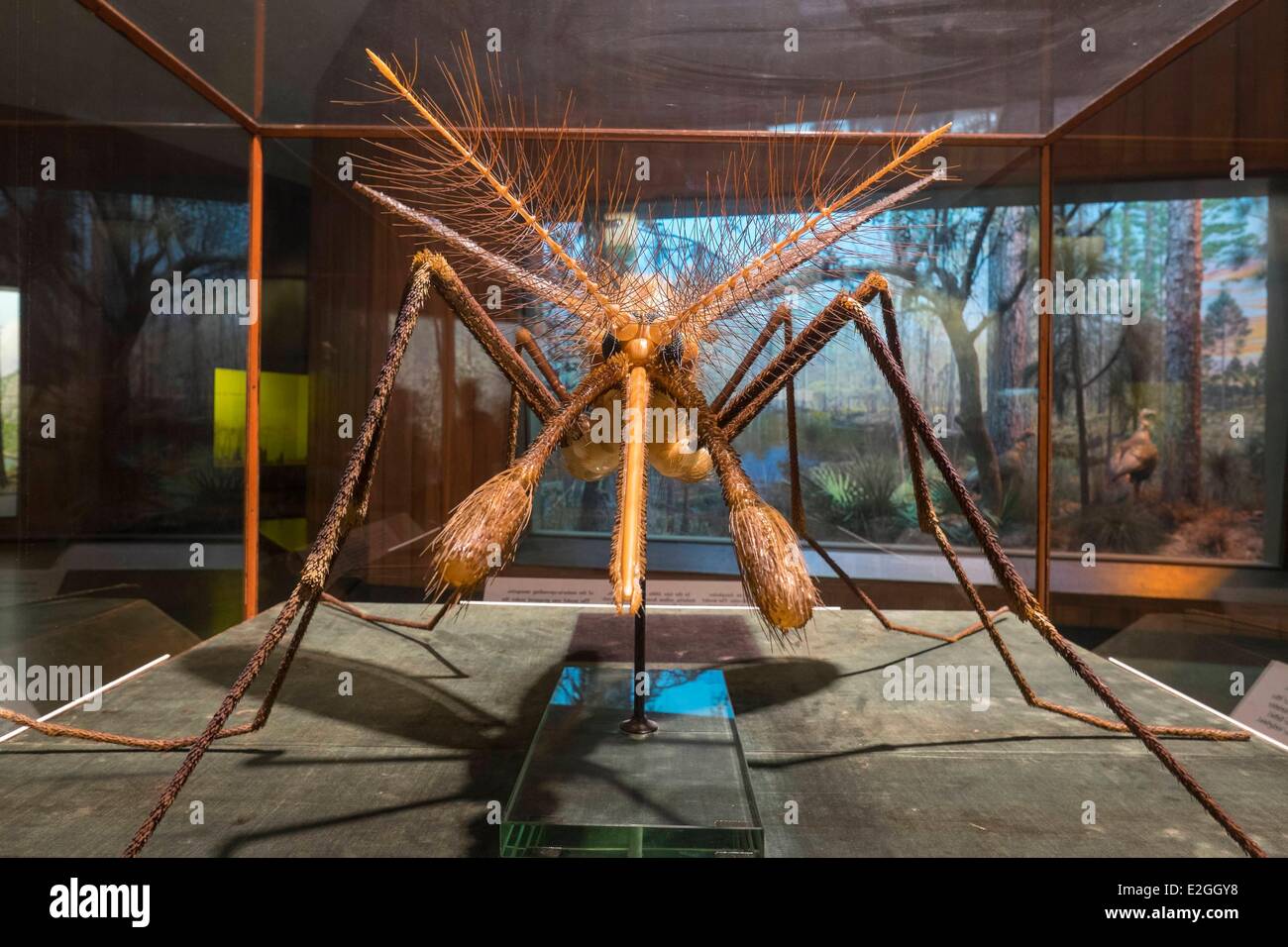 USA New York Manhattan obere Westseite American Museum of Natural History Moskitos, die Malaria verursacht Stockfoto