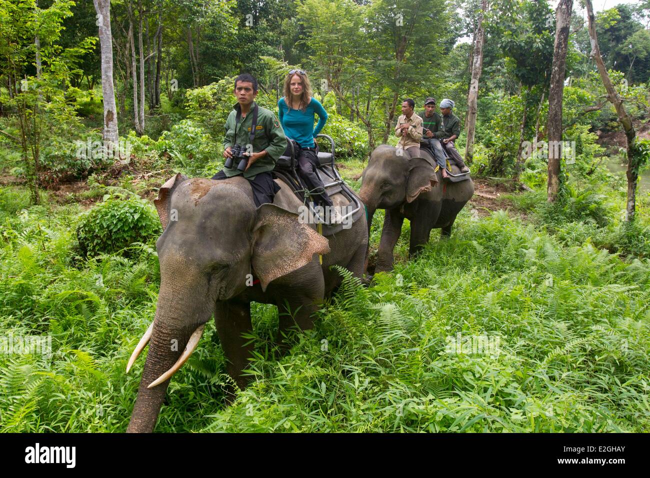 Indonesien Sumatra Insel Aceh Provinz Sampoiniet Tourist machen eine Wanderung mit Ranger Mitglied des Conservation Response Unit für Schutz der Sumatra-Elefanten Stockfoto