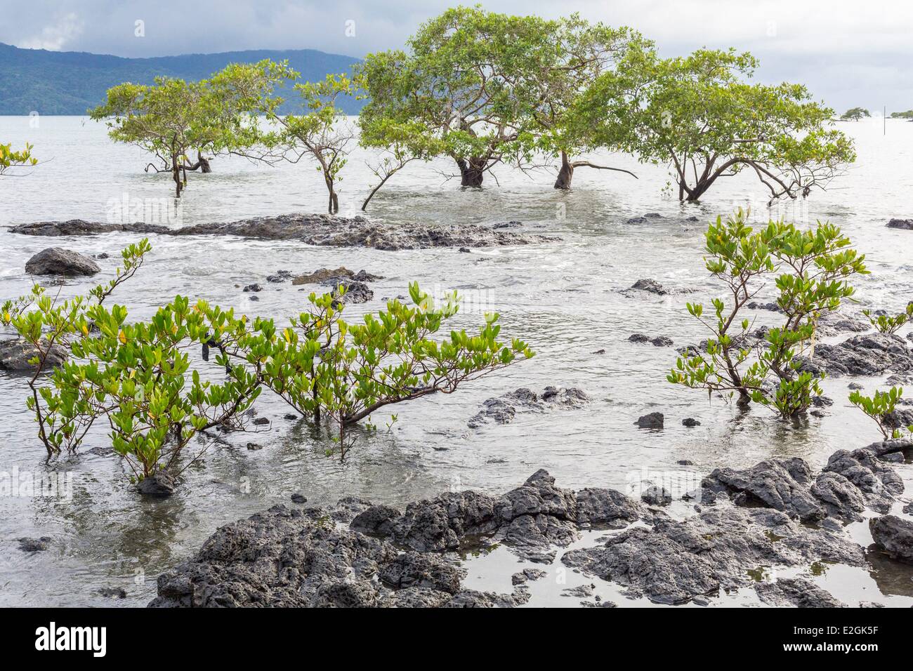 Panama Veraguas Provinz Isla Gobernadora 8 km2 Insel am Eingang des Golfs von Montijo auf Pazifikküste mangrove Stockfoto