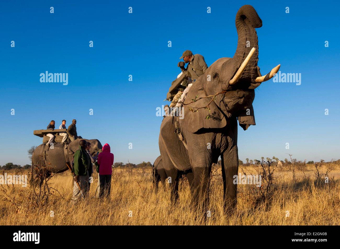 Botswana North West District Okavango Delta Abu Lodge Safari auf dem Rücken eines Elefanten Stockfoto