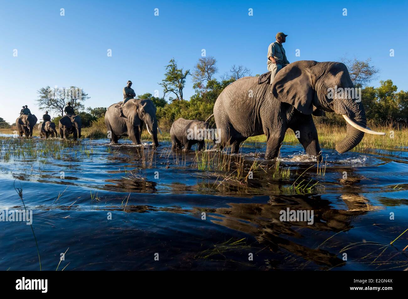 Botswana North West District Okavango Delta Abu Lodge Safari auf dem Rücken eines Elefanten Stockfoto