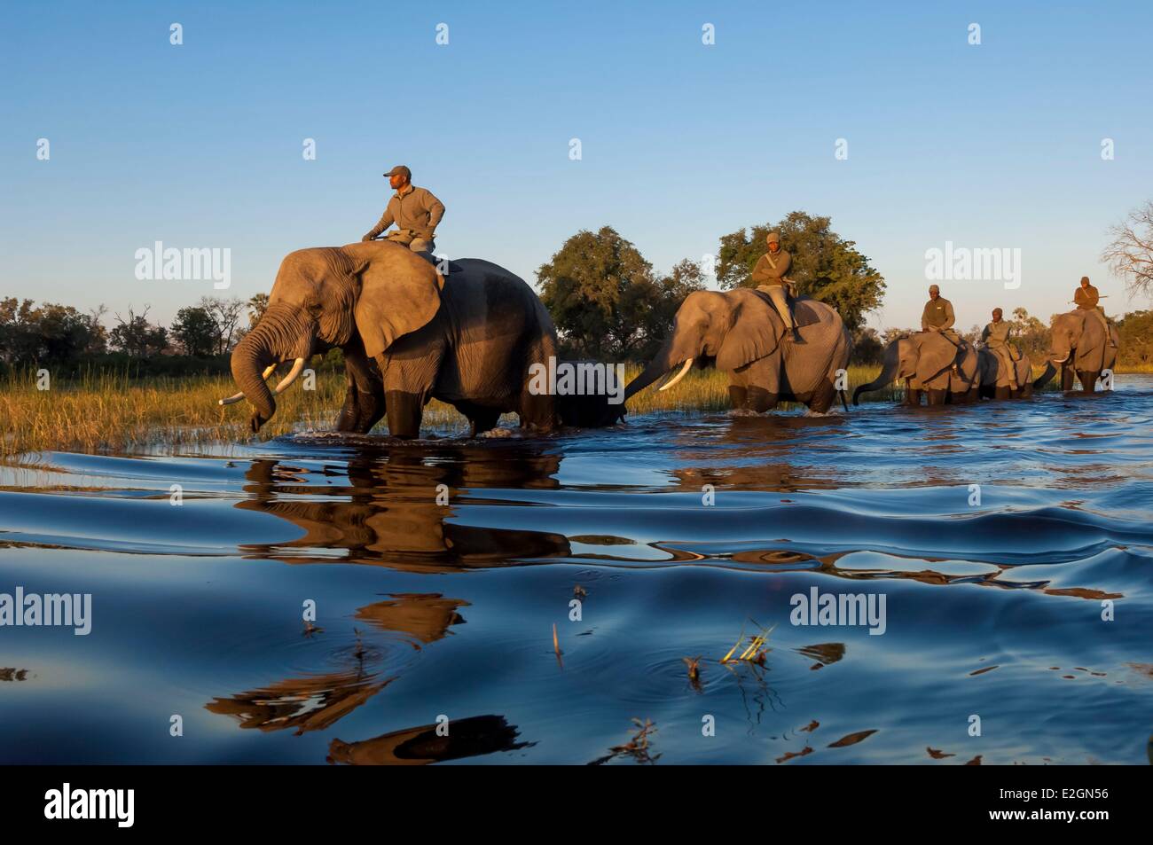 Botswana North West District Okavango Delta Abu Lodge Safari auf dem Rücken eines Elefanten Stockfoto