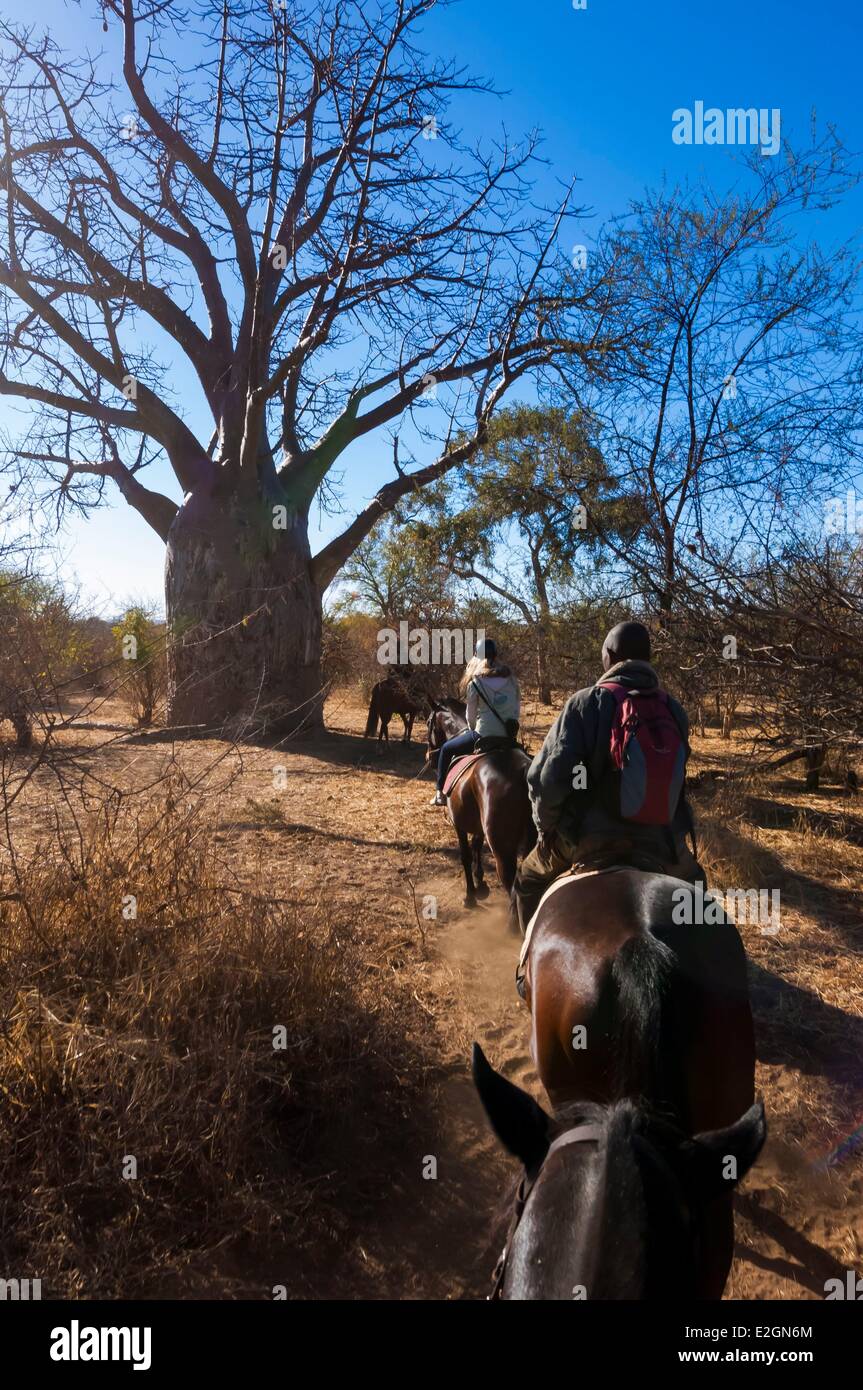 Simbabwe Matabeleland North Province Pferd zurück Safari in Victoria Falls National Park baobab Stockfoto