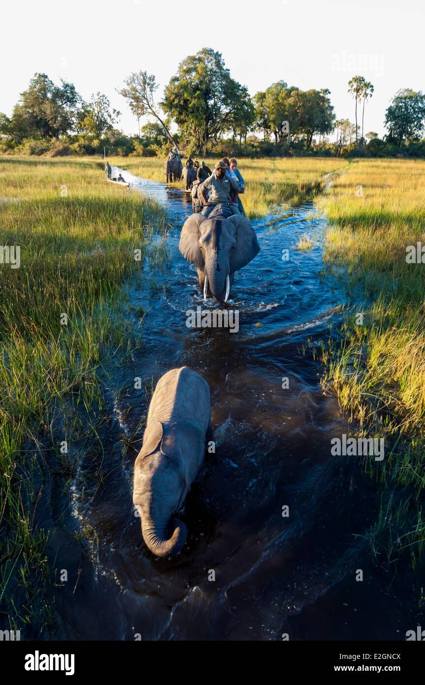Botswana North West District Okavango Delta Abu Lodge Safari auf dem Rücken eines Elefanten und mit dem Kanu Stockfoto