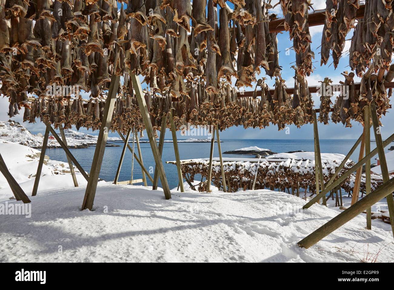 Norwegen-Lofoten-Inseln Moskenesoya A Dorf Kabeljau trocknen im winter Stockfoto