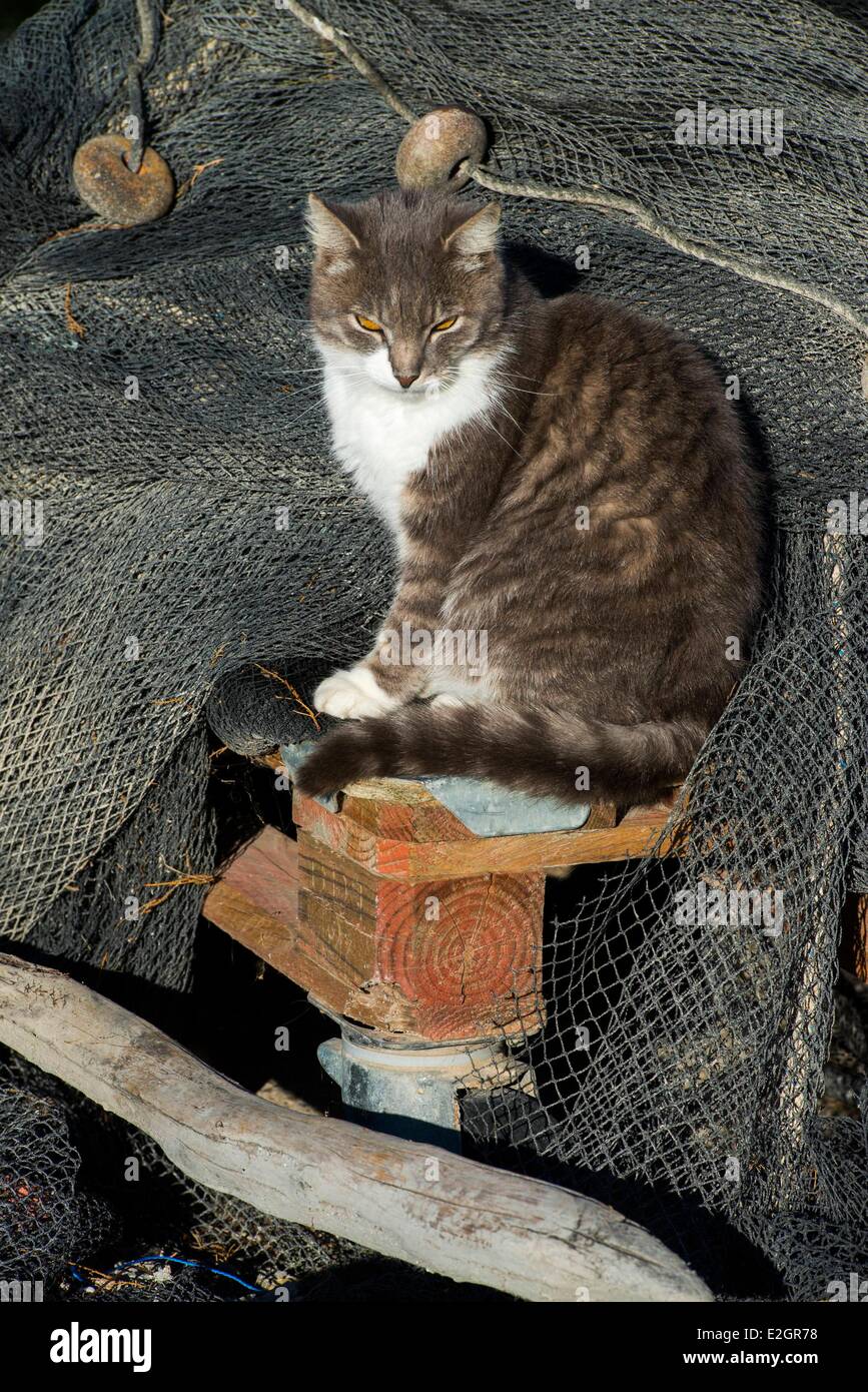 Frankreich Herault Camargue Katze am Etang de l ' oder Stockfoto