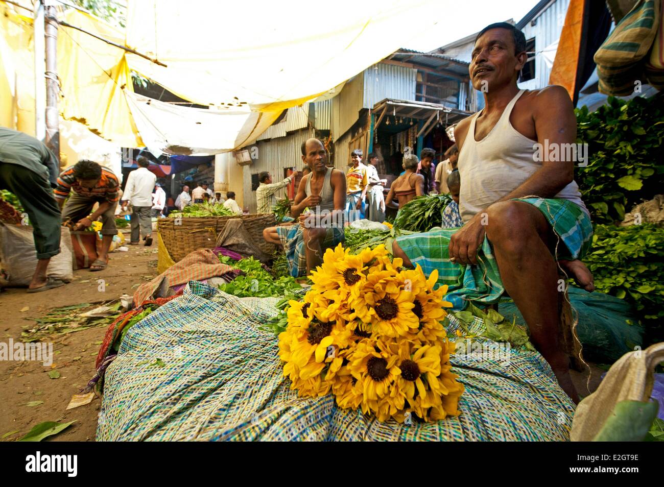 Indien-Westbengal Zustand Kolkota Mullik Ghat Blumenverkäuferin Markt Sonnenblume Stockfoto