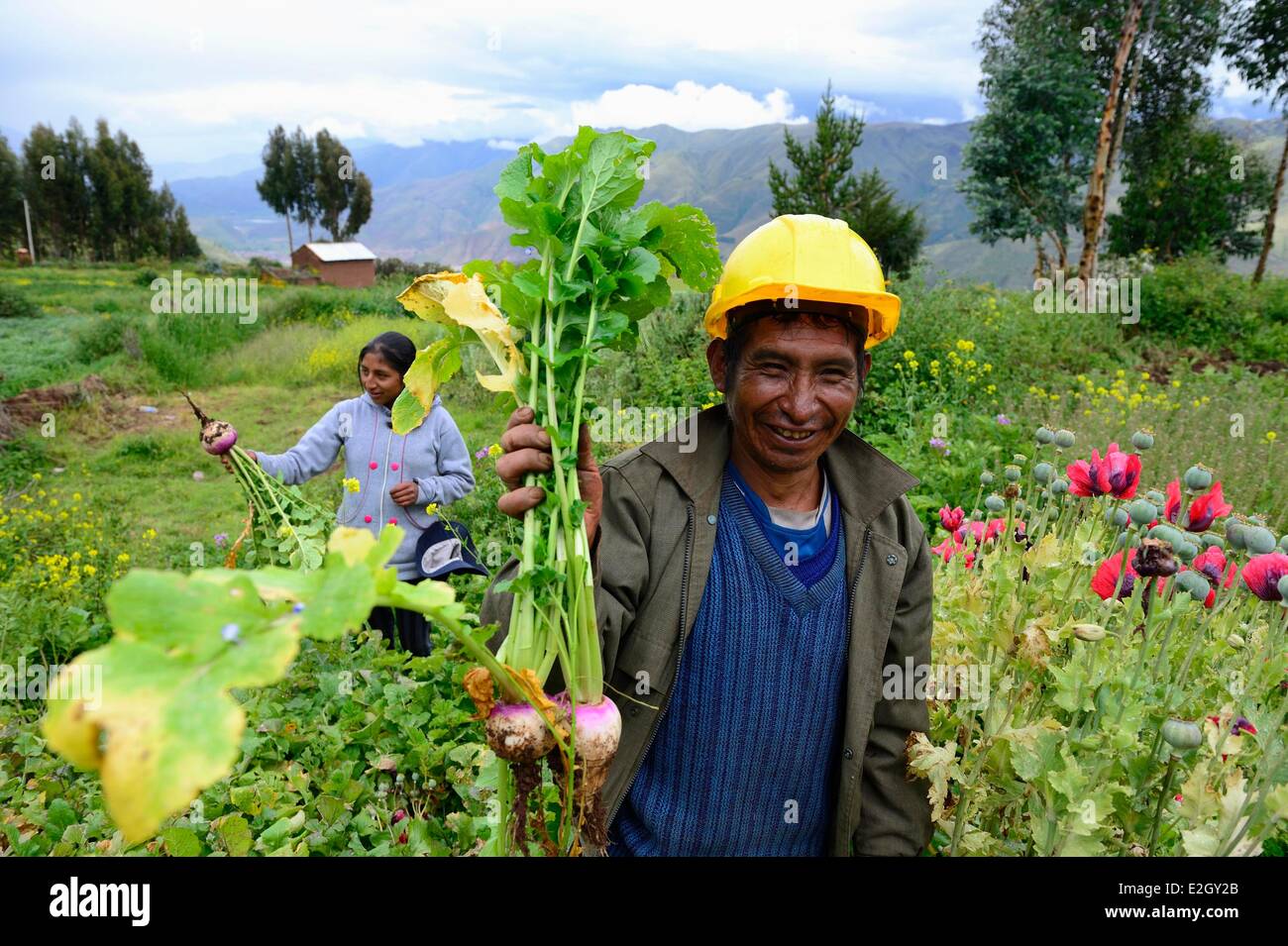 Peru Cuzco Provinz Huasao als mystische Feriendorf Peruaner in einem Feld von Rüben aufgeführt Stockfoto