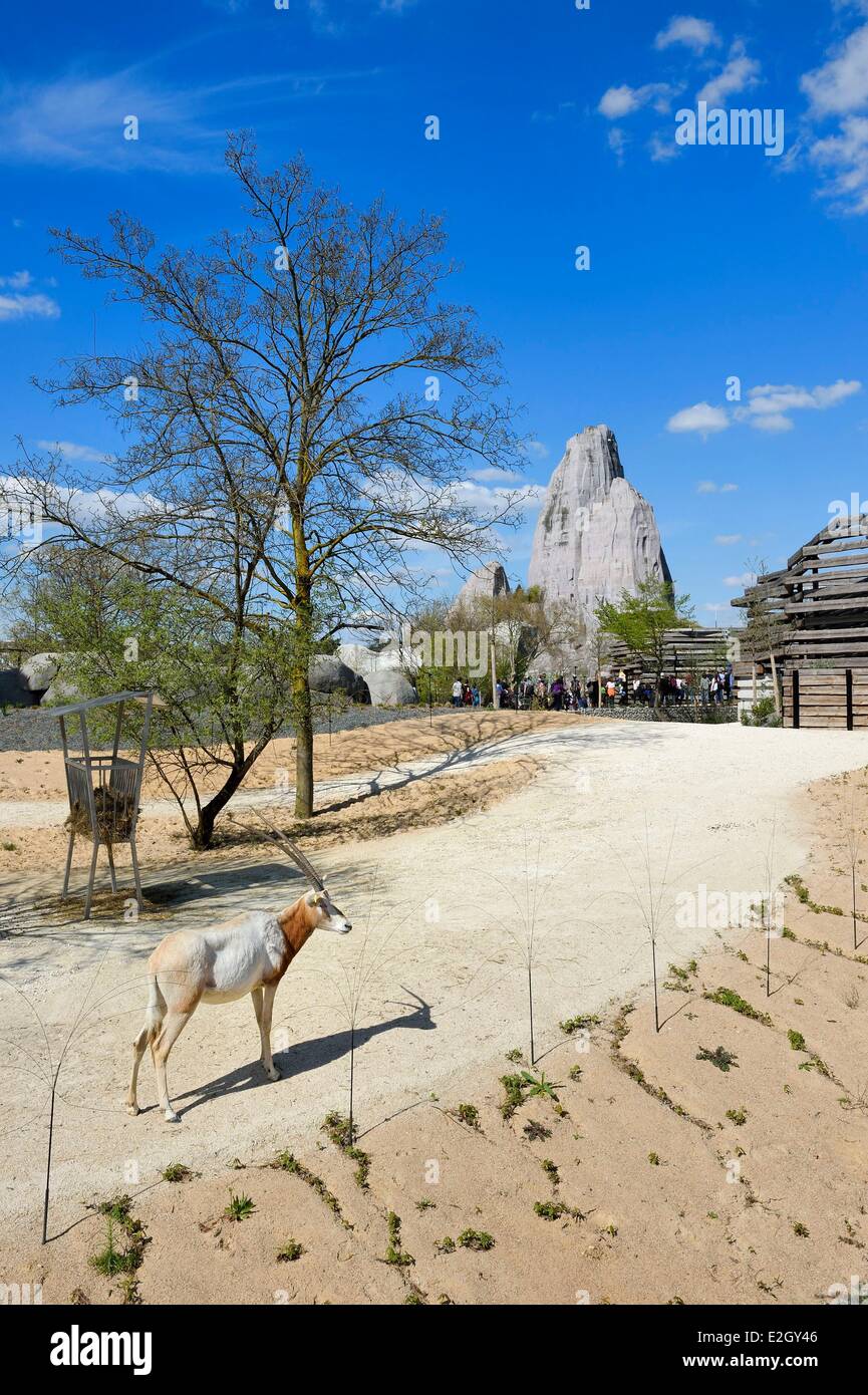 Frankreich Paris Paris Zoological Park (Zoo de Vincennes) Scimitar-horned Oryx (Oryx Dammah) im Sahel-Sudan Biozone im Hintergrund Grand Rock, das Wahrzeichen des Zoos seit 1934 Stockfoto