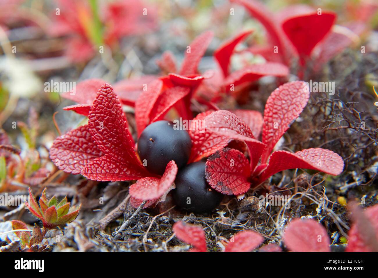 Vereinigte Staaten Alaska Denali National Park Toundra Herbstfarben im Denali National Park Stockfoto
