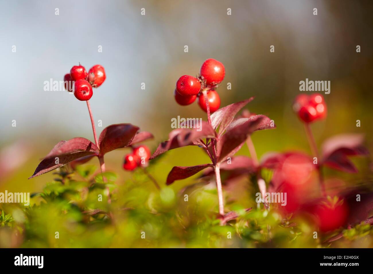 Vereinigte Staaten Alaska Denali National Park Toundra Herbstfarben im Denali National Park Stockfoto