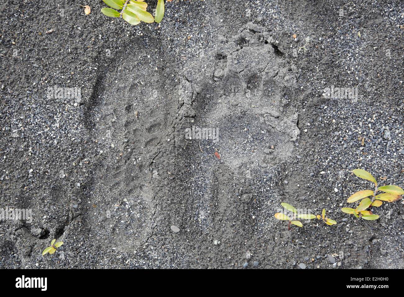 Vereinigte Staaten Alaska Denali National Park Fussspuren ein Trekker und ein Grizzlybär Stockfoto