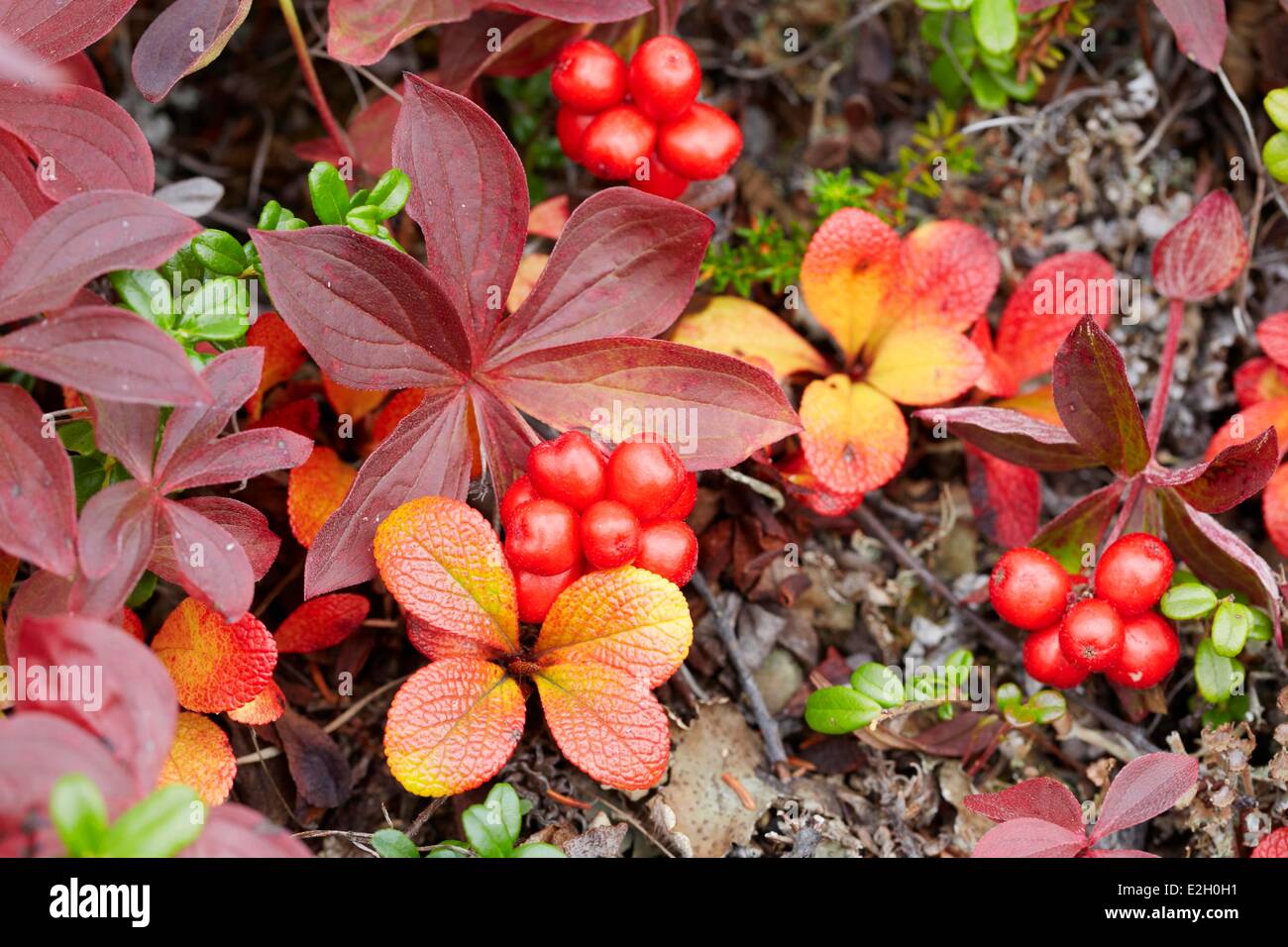 Vereinigte Staaten Alaska Denali National Park Toundra Herbstfarben im Denali National Park Stockfoto