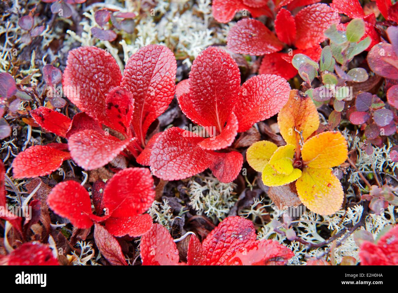 Vereinigte Staaten Alaska Denali National Park Toundra Herbstfarben im Denali National Park Stockfoto