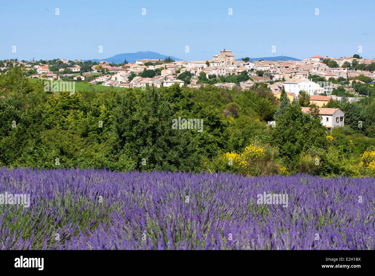 Frankreich-Alpes de Haute Provence Parc Naturel Regional du Verdon (natürlichen regionalen Park der Verdon) Valensole Lavendel Feld vor Valensole Dorf Stockfoto