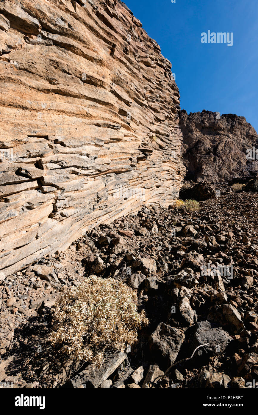 Brittlebush und säulenförmigen Basalt, Grand Canyon, Arizona. Stockfoto