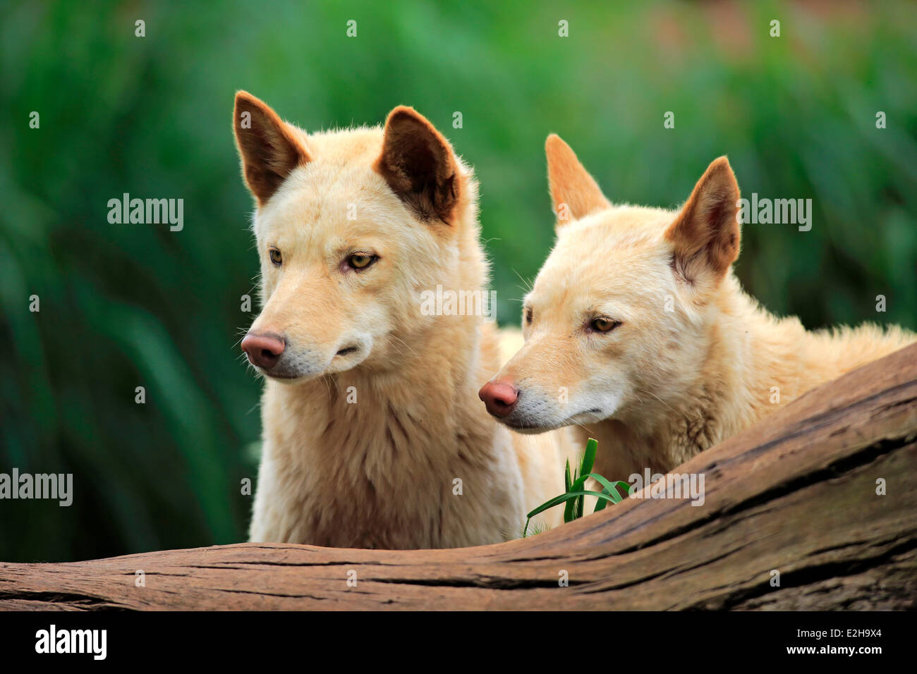 Dingos (Canis Familiaris Dingo), Australien Stockfoto