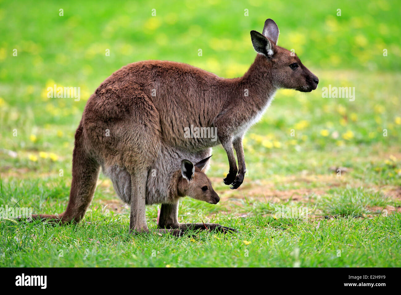 Kangaroo Island Kängurus (Macropus Fuliginosus Fuliginosus), Weibchen mit Joey im Beutel, South Australia, Australien Stockfoto