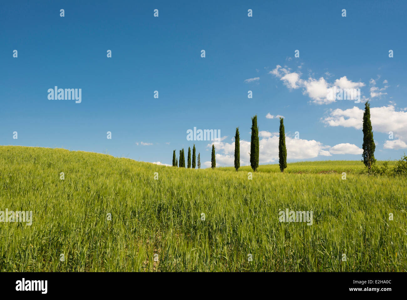 Mittelmeer-Zypressen (Cupressus Sempervirens), Val d ' Orcia, in der Nähe von Buonconvento, Provinz Siena, Toskana, Italien Stockfoto