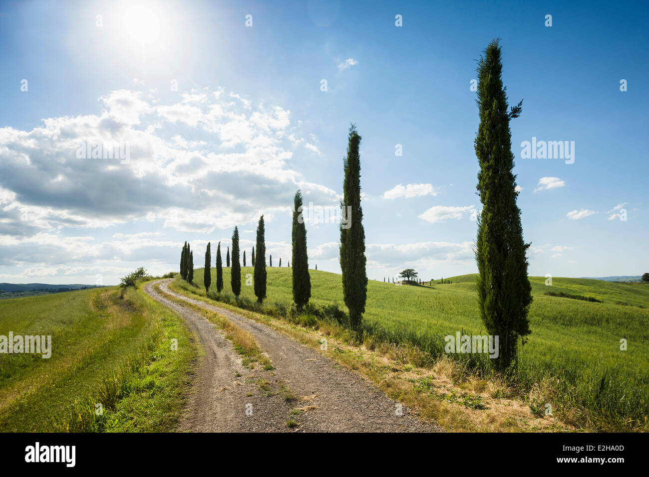 Mittelmeer-Zypressen (Cupressus Sempervirens) mit dem Schmutz verfolgen, Val d ' Orcia, in der Nähe von Buonconvento, Provinz Siena, Toskana Stockfoto