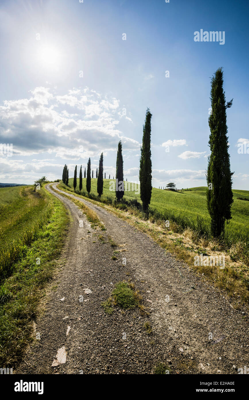 Mittelmeer-Zypressen (Cupressus Sempervirens) und dem Schmutz verfolgen, Val d ' Orcia, in der Nähe von Buonconvento, Provinz Siena, Toskana Stockfoto
