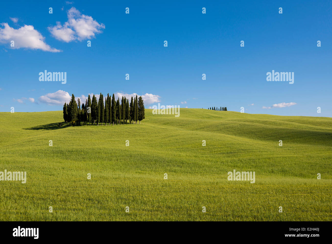 Mittelmeer-Zypressen (Cupressus Sempervirens) und einem Maisfeld, Val d ' Orcia, in der Nähe von Torrenieri, Provinz Siena, Toskana Stockfoto