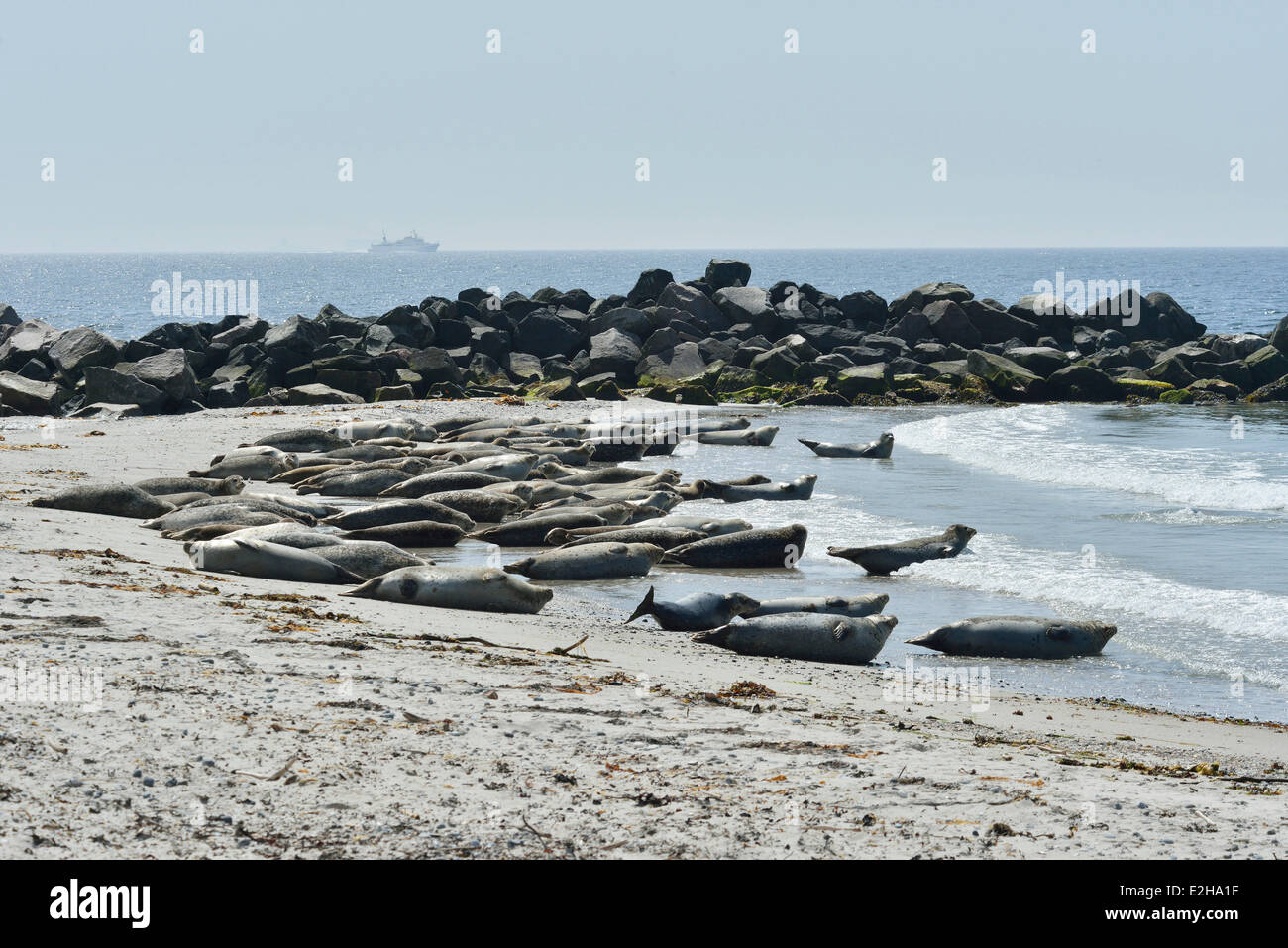 Gemeinsamen Dichtungen oder Seehunde (Phoca Vitulina) am Strand, Helgoland, Schleswig-Holstein, Deutschland Stockfoto