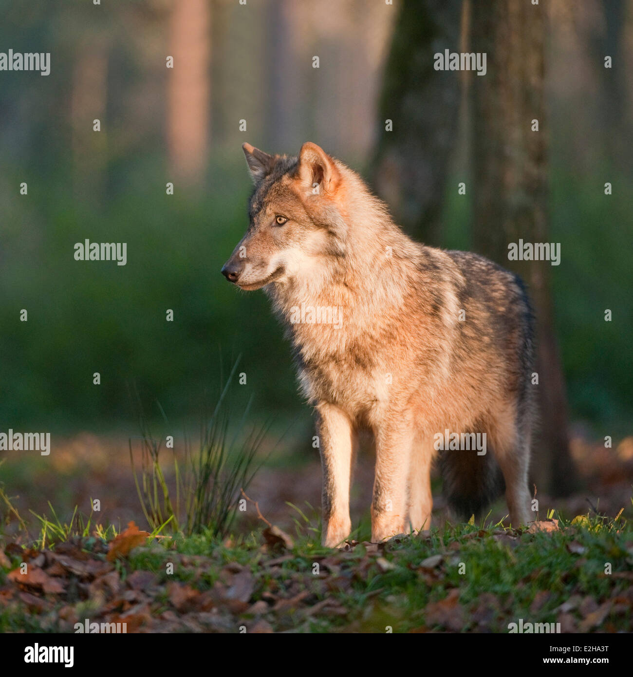Junger Wolf (Canis Lupus), Gefangenschaft, Bayern, Deutschland Stockfoto