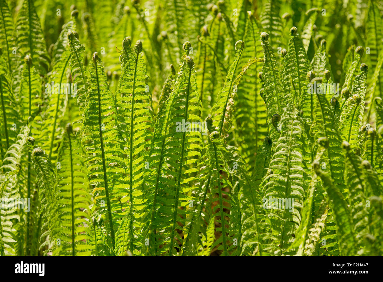 Wurmfarn (Dryopteris Filix-Mas), großen Moor Naturschutzgebiet, Niedersachsen, Deutschland Stockfoto