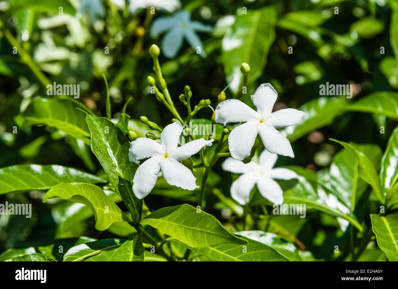 Windrad Blumen (Tabernaemontana Divaricata), weiße Blüten, Tamil Nadu, Indien Stockfoto