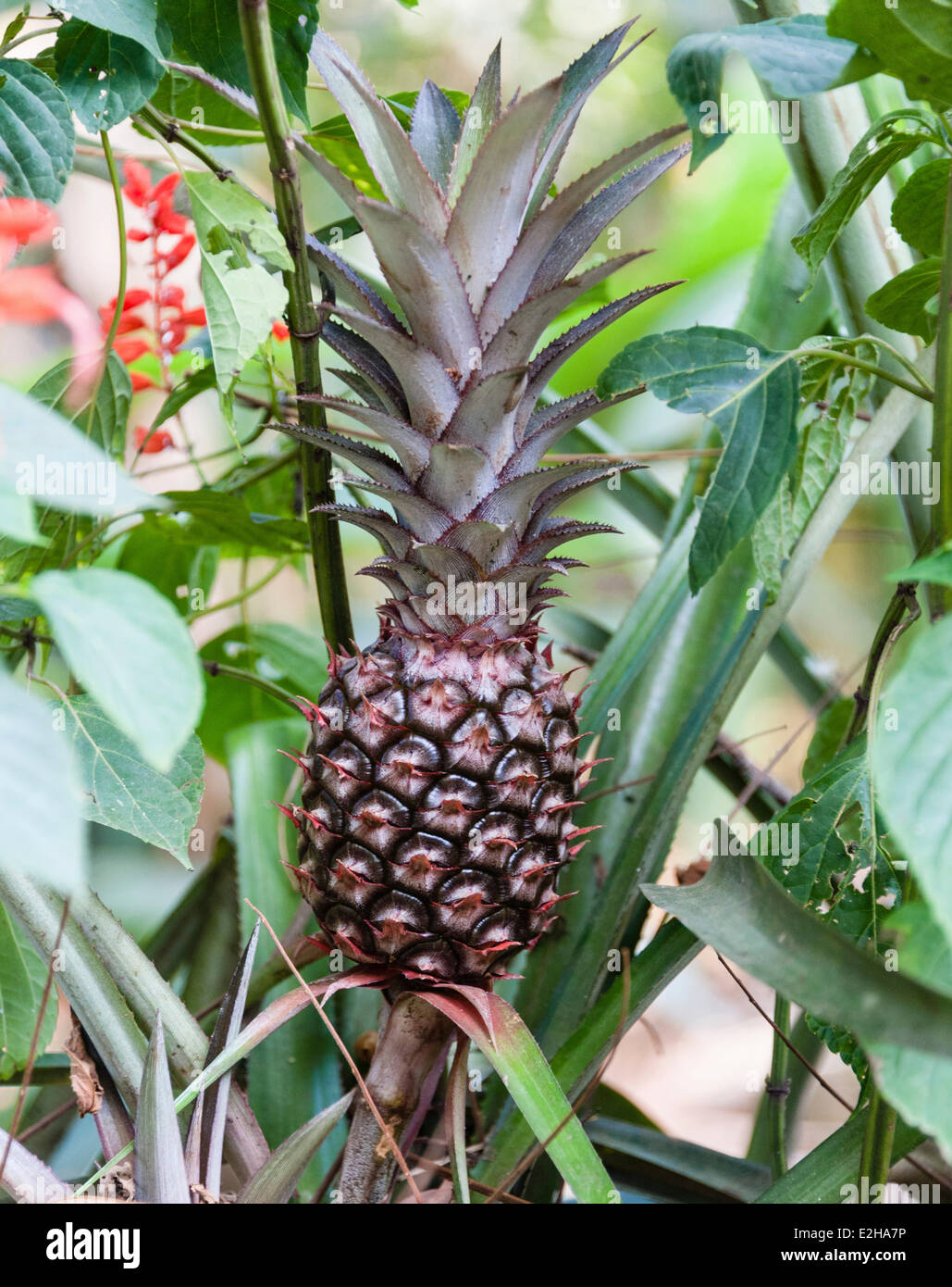 Ananas Pflanze mit Früchten (Ananas Comosus), Gewürzgarten, Kumily, Kerala, Indien Stockfoto