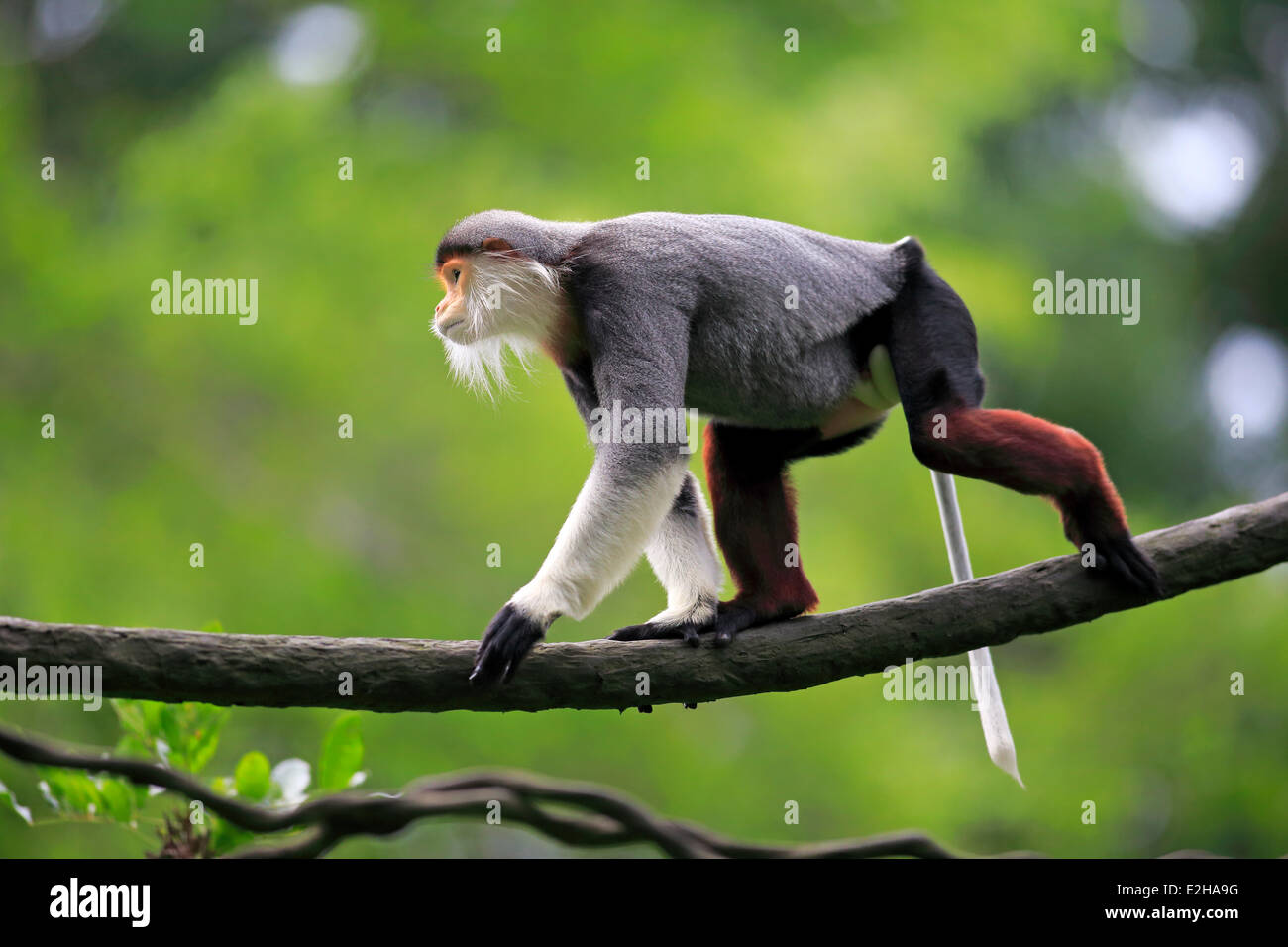 Douc Languren oder rot Schaft-Douc (Pygathrix Nemaeus), Männlich, am Baum, Asien Stockfoto